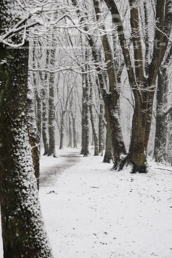 Digitale Foto Best Winter Fotografie & Prints