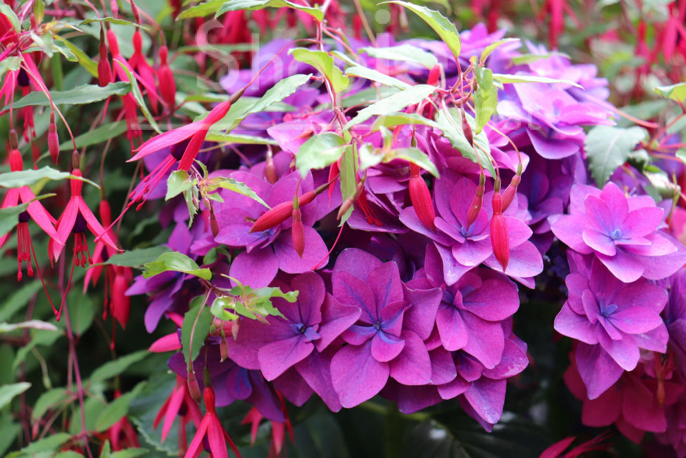 Digitale Foto Hortensia & Fuchsia Fotografie Prints