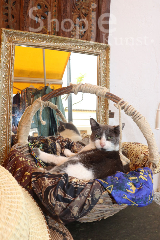 Digitale Foto Kat In Santa Gertrudis De Fruitera Fotografie & Prints