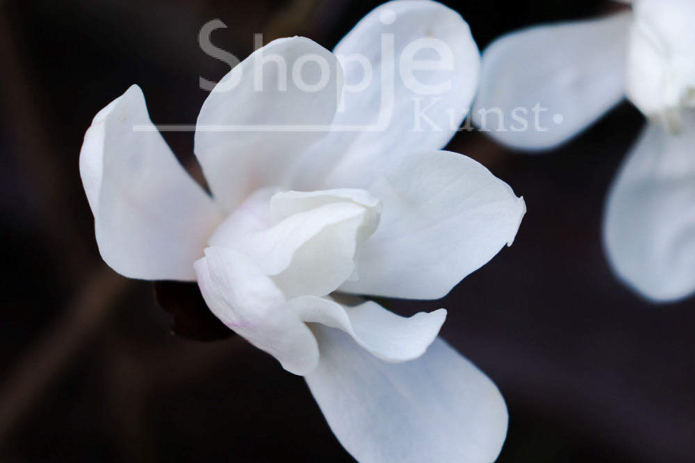 Digitale Foto Magnolia Fotografie & Prints