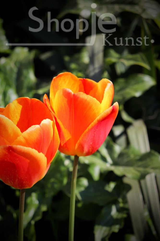 Digitale Foto Oranje Tulp Fotografie & Prints