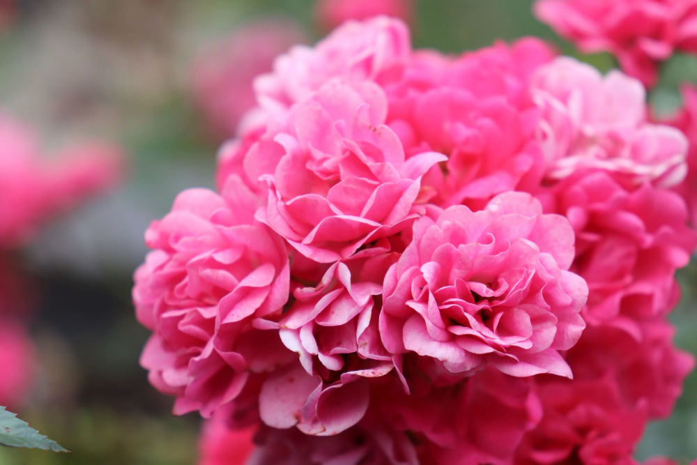 Pink Roses - Fotografie & prints