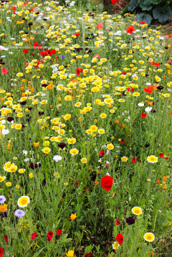 Digitale Foto Veld Bloemen Fotografie & Prints