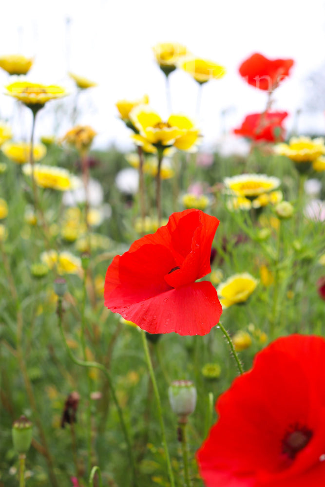 Digitale Foto Veld Bloemen Fotografie & Prints