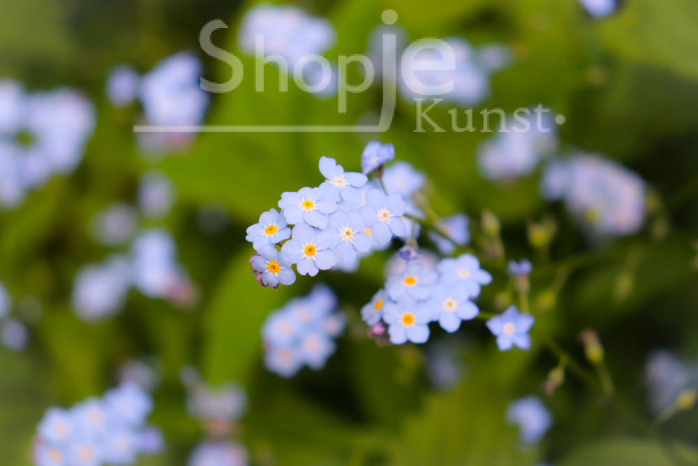 Digitale Foto Vergeetmenietje Fotografie & Prints