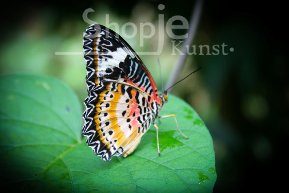 Digitale Foto Vlinder Fotografie & Prints