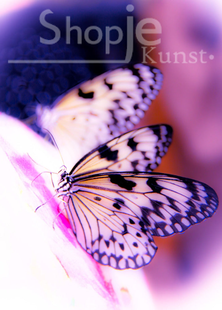 Digitale Foto Vlinder Fotografie & Prints
