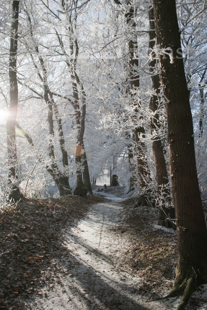 Digitale Foto Winter Fotografie & Prints