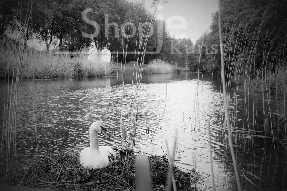 Digitale Foto Zwaan Zwart Wit Fotografie & Prints