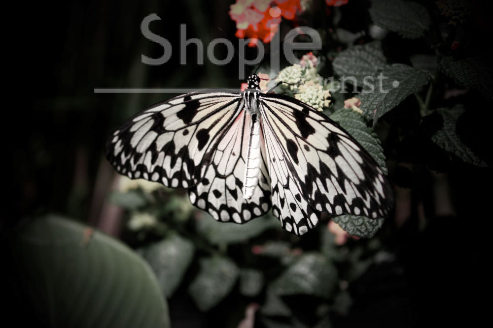 Digitale Foto Zwart Witte Vlinder Fotografie & Prints