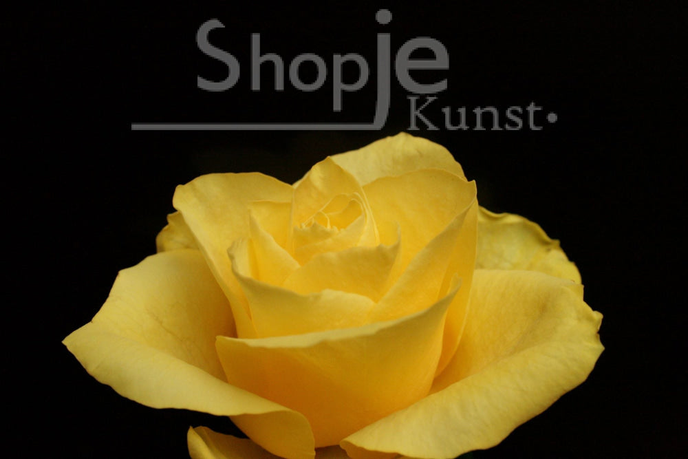 Digitale Fotopakket 3 Foto’s Gele Rozen Fotografie & Prints