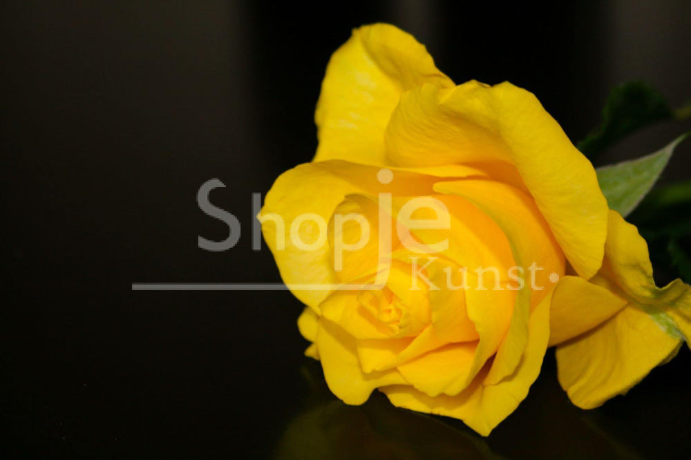 Yellow Rose op canvas - Shop je kunst