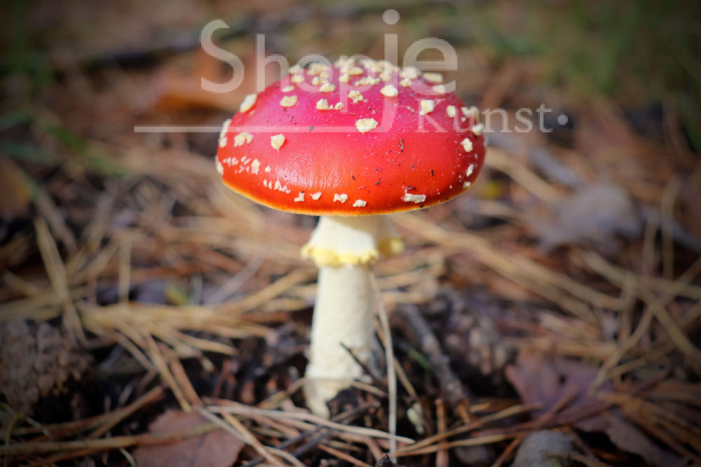 Digitale Foto Amanita Muscaria Liggend Fotografie & Prints