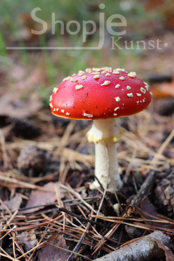 Digitale Foto Amanita Muscaria Staand Fotografie & Prints