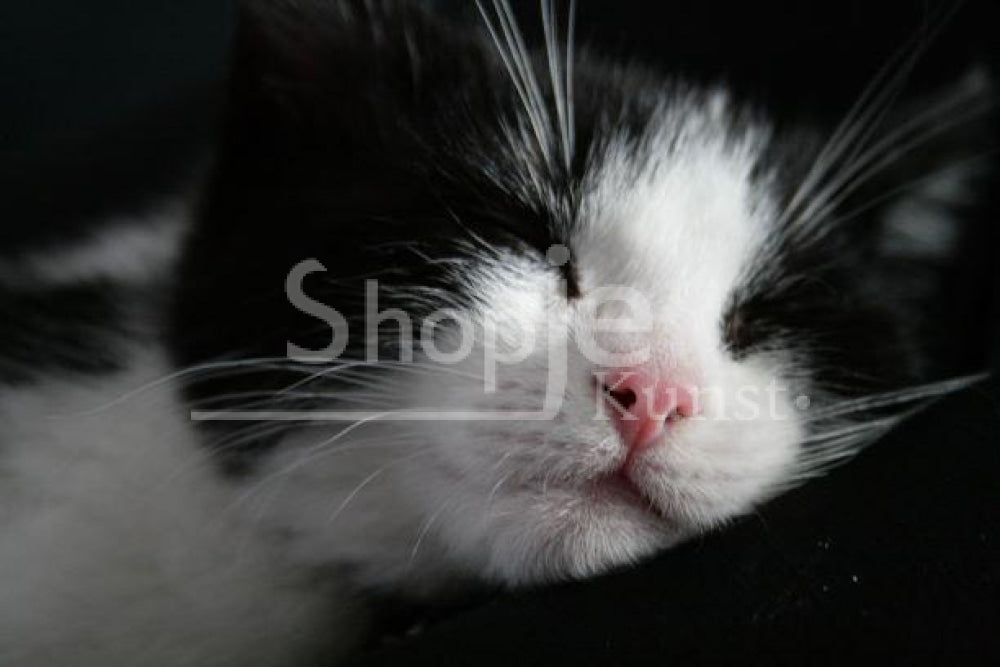 Black And White Cat Op Canvas Fotografie & Prints