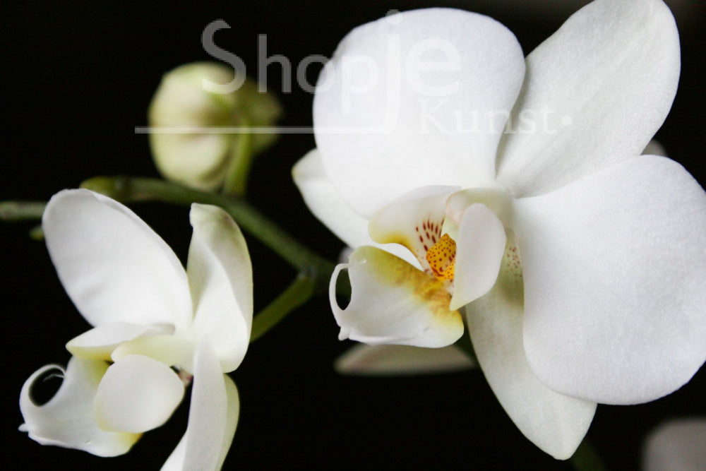 Digitale Foto Orchidee Fotografie & Prints